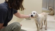 41 dogs rescued, owner arrested in Polk County