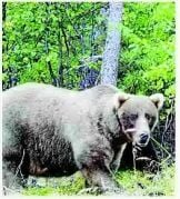 What to know about Fat Bear Week