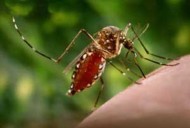 En lo que va de 2025 SLP ha registrado 375 casos de dengue