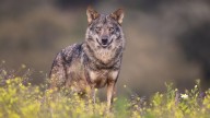 Lobos europeos: el 86% muere por caza legal e ilegal según un estudio