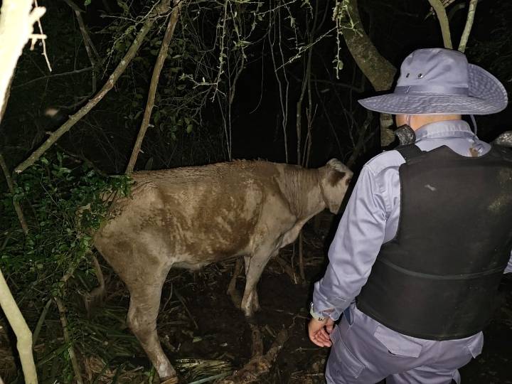 Esclarecen tentativa de abigeato y detienen un camión con madera ilegal