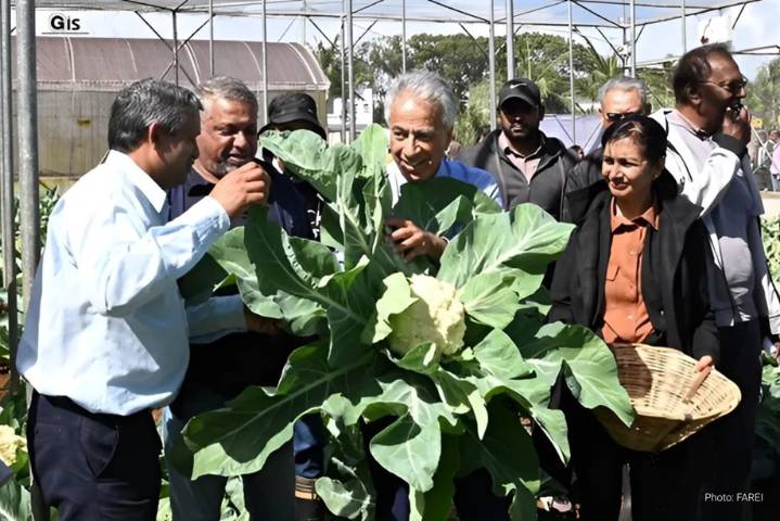 Mauritius launches Black Rot–resistant cauliflower ‘Local Cream’ to boost food security