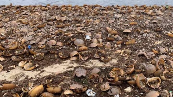 Wildlife officials address horseshoe crabs washing up on beaches