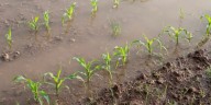 25 Alabama counties designated as natural disaster areas following late