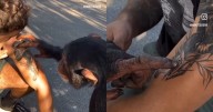 “Eres tu.”: Joven le enseña su tatuaje de chimpance a uno en la vida real y conmocionan a las redes sociales