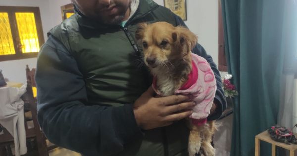 El milagro que ocurrió con la perrita rescatada de la basura