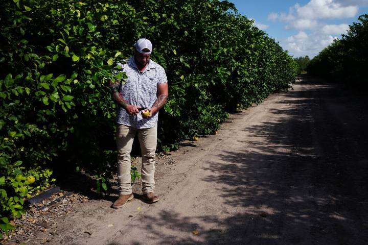 Texas A&M scientists solve major problems plaguing Valley citrus orchards