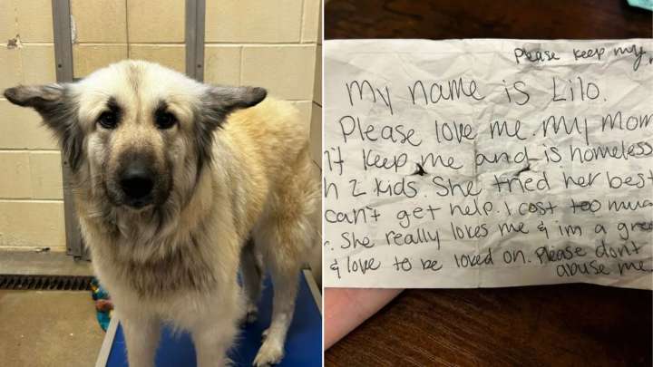 Tennessee Dog Left On The Streets With A Note Finds Her Way Back To Her Mom