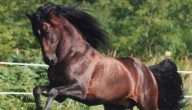 Caballos podrían convertirse en factores claves para la prevención de incendios forestales