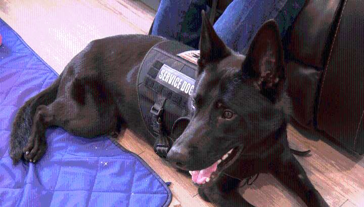 Four paws, one lifeline: how a service dog changed a veteran's life