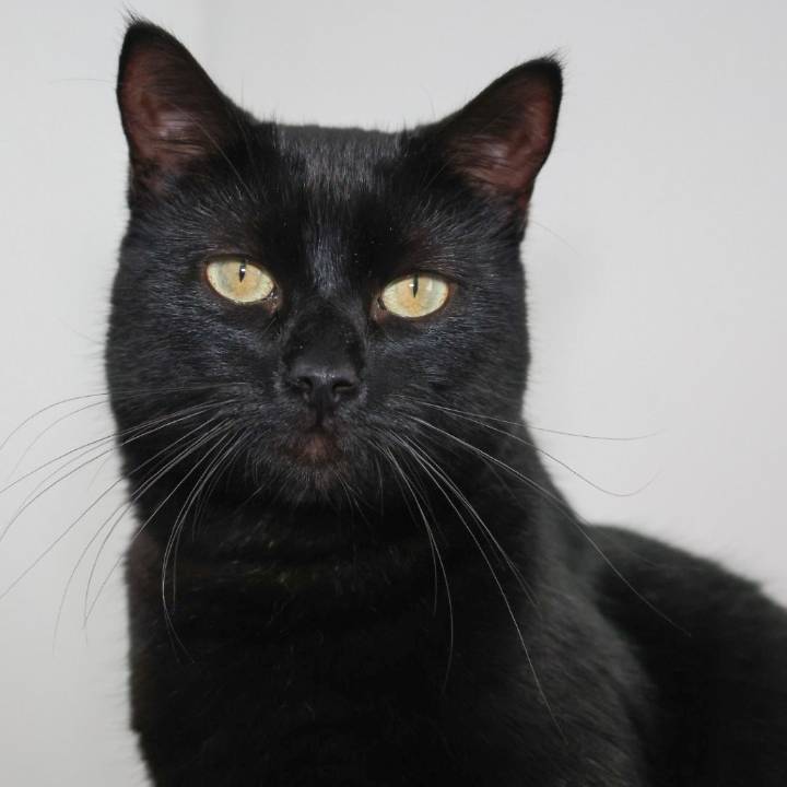 Pets of the Week: Sally and Prince are ready for adoption