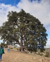 La fisura en el árbol más grande de Andalucía aumenta mientras su envejecimiento continúa sin reversión