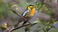 Birds migrating over Michigan in 2025