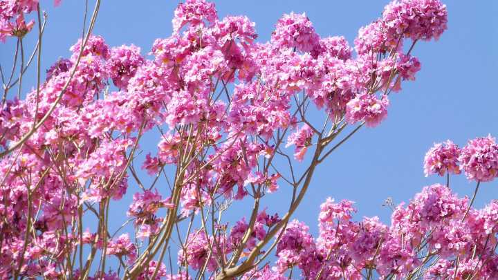 Día del Lapacho, la flor que pinta de colores la provincia de Jujuy