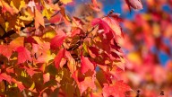 When will leaves change colors? Fall foliage forecast for Tennessee