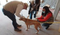 31 rickettsia-related deaths reported in Baja California so far this year