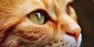 Shelter cat capacity full after seizure of 101 cats
