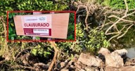 Rellenan humedal protegido en Yucatán con maquinaria pesada: Profepa clausura predio por destruir mangle rojo, especie amenazada