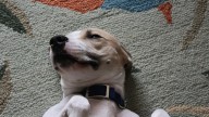 Lenguaje canino: claves para interpretar la sumisión en los perros