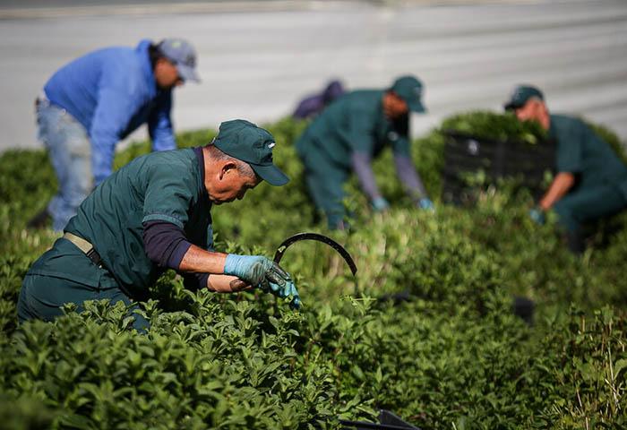 Hierbas aromáticas: una exportación no tradicional que crece cada vez más