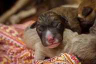 Deaf and Blind Puppy Who ‘Wasn’t Worth Anything’ To Breeder Breaks Hearts
