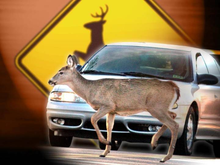 Deer causes two-vehicle head