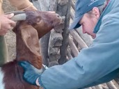 ProGaNo: el gobierno chaqueño refuerza el acompañamiento a los productores caprinos del norte provincial