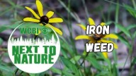 Next to Nature (Iron Weed)