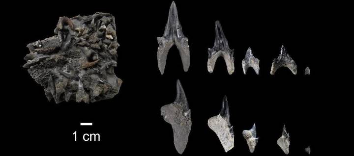 Hallan en Boyacá el fósil de tiburón gigante más completo y antiguo del planeta