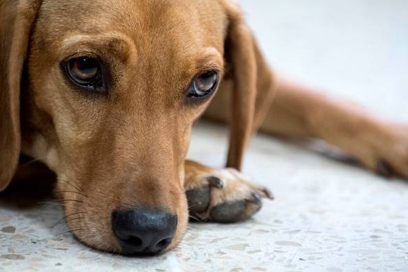 Upstate kennel owner arrested after dead dogs found: GCSO