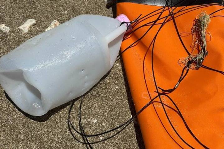 DLNR: Hawaiian monk seal Moana killed by ‘jug rig’ fishing gear