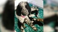 Washington Dog Mom With Pups Welcomes An Unexpected Member Into Her Pack