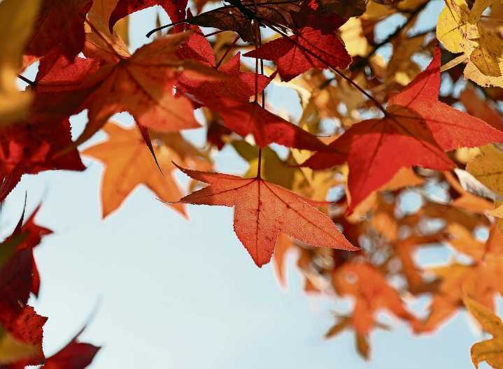 Why your fall road trip to see autumn leaves is about to get significantly cheaper