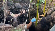 WATCH THE VIDEO: Moose rescued after falling into well in Maine