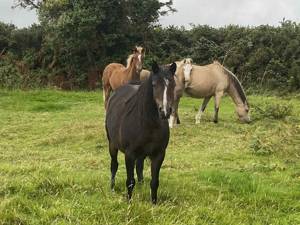 Pony rescued after ‘freak’ fall into ditch