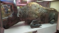 It Had A "Strong Pleistocene Aroma": How Scientists Ate A 50,000