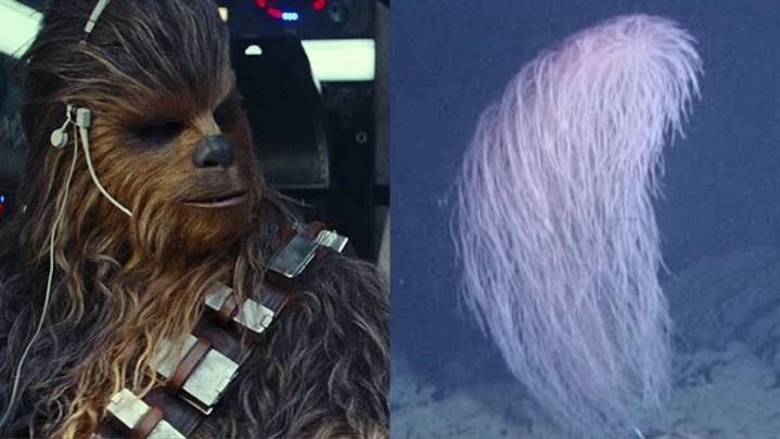Scientists Name Furry Deep-Sea Coral After Chewbacca