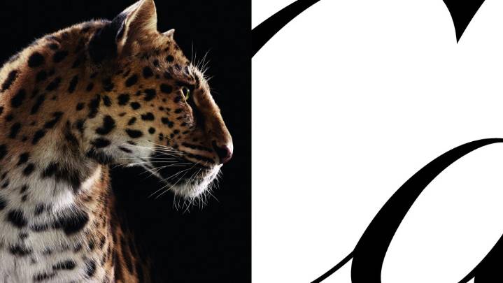 New Cartier Campaign Starring a Panther [PHOTOS]
