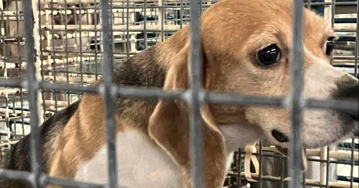 Wisconsin lawmakers work to ensure pets at animal testing facilities are released for adoption