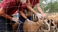 La Red de Alerta Veterinaria recomienda vacunar "lo antes posible" frente a la lengua azul