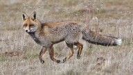 El pintoresco pueblo de Palencia declarado 'Kilómetro Cero' del zorro común: además, ya lo era de otro animal