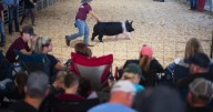 Animals hog spotlight at Swine Market Show