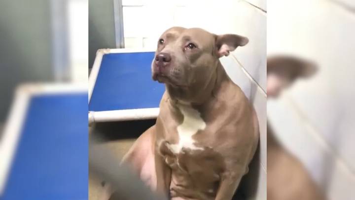 North Carolina Pitbull Separated From Her Babies And Abandoned At Shelter Can't Stop Crying