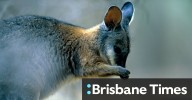 Wallaby deaths on Mornington Peninsula: Council moves to stop animals starving at The Briars