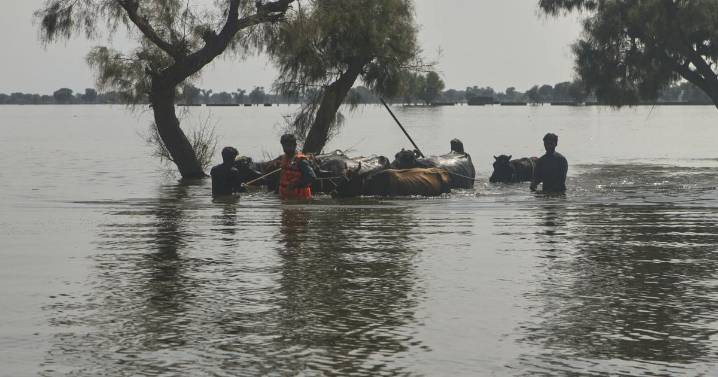 Rescatistas en Pakistán luchan por salvar a residentes mientras ríos alcanzan niveles peligrosos