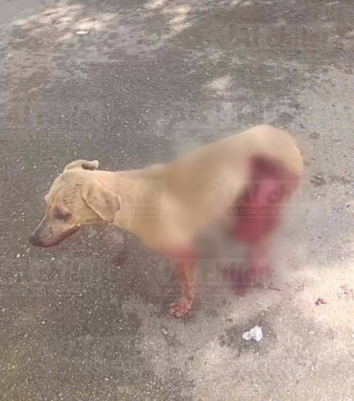 Perrita es atacada con un machete en Hecelchakán; tuvieron que dormirla