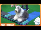 Workout Ideas to Help You and Your Dog Stay Fit