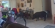 Wild Boar Crashes Through Slide Door of Florida Man’s Home
