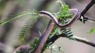 Protegen y reubican a más de mil 100 especies por obra de la carretera Bavispe