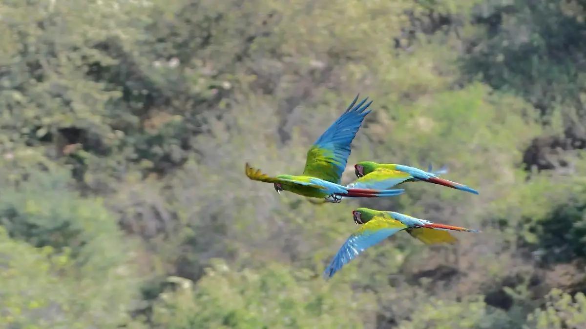 Reportan llegada de la primera parvada de guacamayas verdes en El Chocolate, Churumuco
